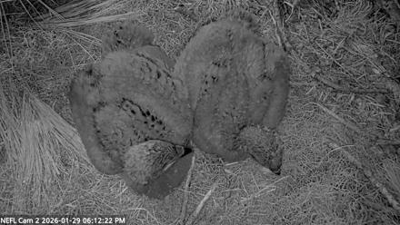 NE Florida Eagles Live Webcam - Jan 29, 2026, 6:13pm EST