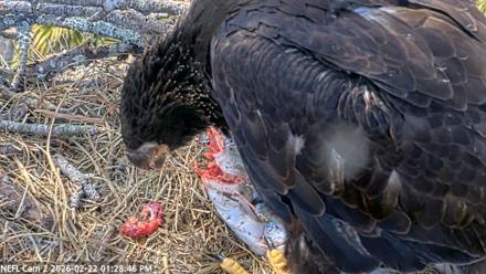 NE Florida Eagles Live Webcam - Feb 22, 2026, 1:29pm EST