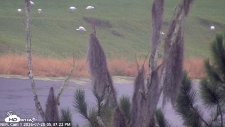 NE Florida Eagles Live Webcam - Jul 20, 2026, 5:38pm EDT