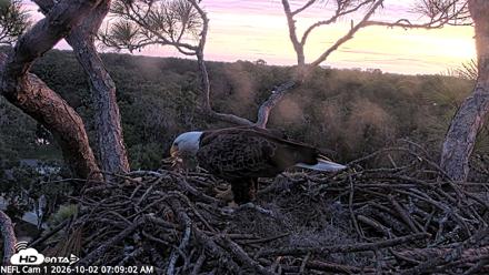 NE Florida Eagles Live Webcam - Oct 2, 2026, 7:09am EDT