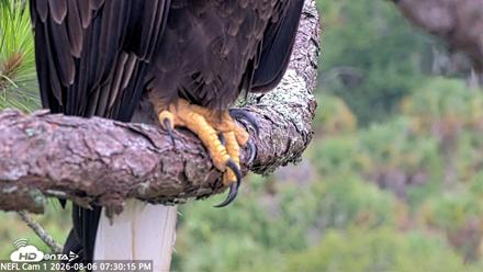 NE Florida Eagles Live Webcam - Aug 6, 2026, 7:31pm EDT
