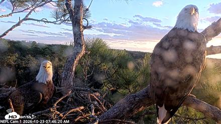 NE Florida Eagles Live Webcam - Oct 23, 2026, 7:47am EDT