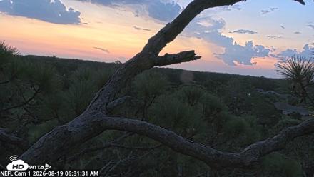 NE Florida Eagles Live Webcam - Aug 19, 2026, 6:33am EDT