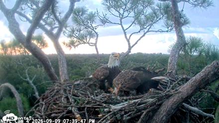 NE Florida Eagles Live Webcam - Sep 9, 2026, 7:40pm EDT