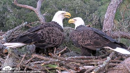 NE Florida Eagles Live Webcam - Sep 15, 2026, 7:30pm EDT