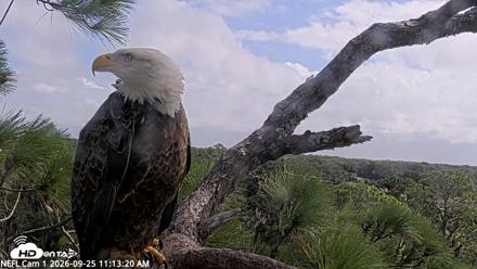 NE Florida Eagles Live Webcam - Sep 25, 2026, 11:14am EDT