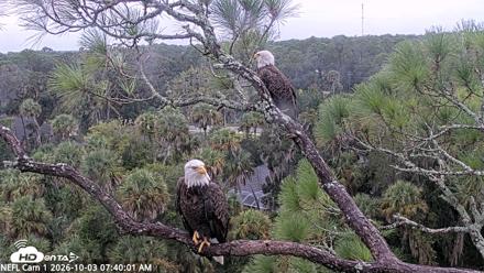 NE Florida Eagles Live Webcam - Oct 3, 2026, 7:41am EDT