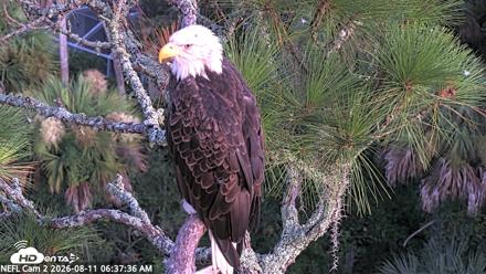 NE Florida Eagles Live Webcam - Aug 11, 2026, 6:38am EDT