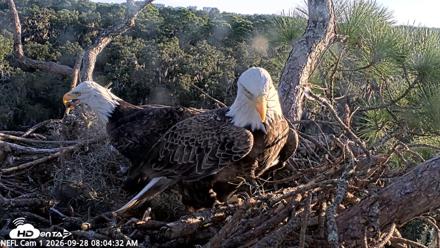 NE Florida Eagles Live Webcam - Sep 28, 2026, 8:05am EDT