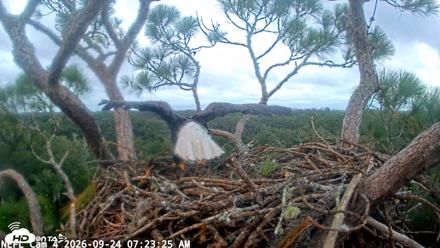 NE Florida Eagles Live Webcam - Sep 24, 2026, 7:24am EDT