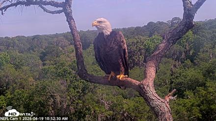 NE Florida Eagles Live Webcam - Apr 19, 2026, 10:53am EDT