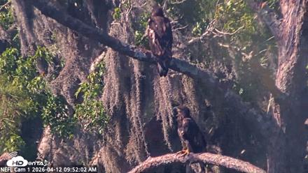 NE Florida Eagles Live Webcam - Apr 12, 2026, 9:53am EDT