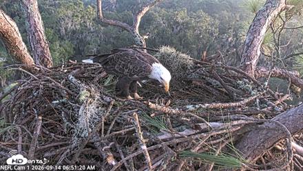 NE Florida Eagles Live Webcam - Sep 14, 2026, 6:52am EDT