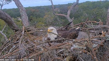 NE Florida Eagles Live Webcam - Dec 17, 2025, 12:03pm EST
