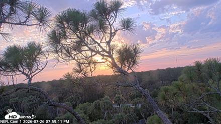 NE Florida Eagles Live Webcam - Jul 26, 2026, 8:00pm EDT