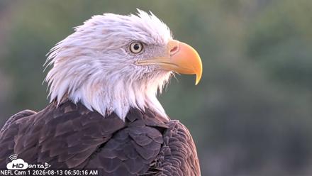 NE Florida Eagles Live Webcam - Aug 13, 2026, 6:51am EDT