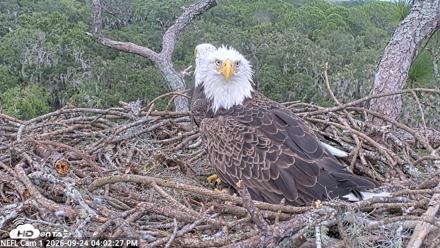 NE Florida Eagles Live Webcam - Sep 24, 2026, 4:03pm EDT