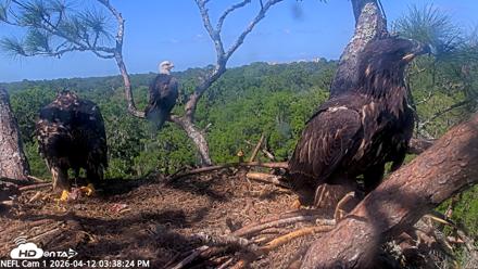 NE Florida Eagles Live Webcam - Apr 12, 2026, 3:39pm EDT