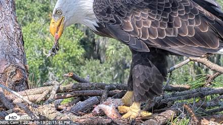 NE Florida Eagles Live Webcam - Sep 13, 2026, 2:16pm EDT