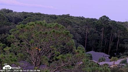 NE Florida Eagles Live Webcam - Aug 14, 2026, 8:00pm EDT