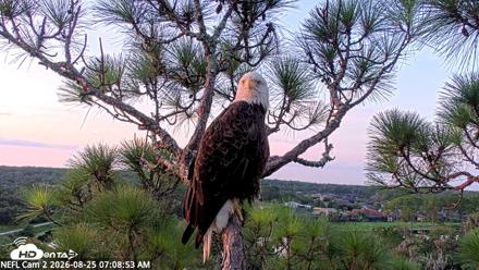 NE Florida Eagles Live Webcam - Aug 25, 2026, 7:09am EDT