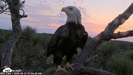 NE Florida Eagles Live Webcam - Aug 25, 2026, 7:05am EDT