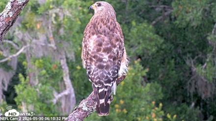 NE Florida Eagles Live Webcam - May 30, 2026, 6:11pm EDT
