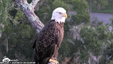 NE Florida Eagles Live Webcam - Aug 31, 2026, 6:54am EDT