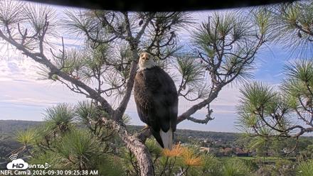 NE Florida Eagles Live Webcam - Sep 30, 2026, 9:26am EDT