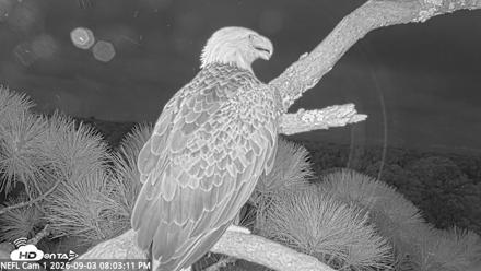 NE Florida Eagles Live Webcam - Sep 3, 2026, 8:04pm EDT