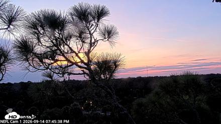 NE Florida Eagles Live Webcam - Sep 14, 2026, 7:46pm EDT