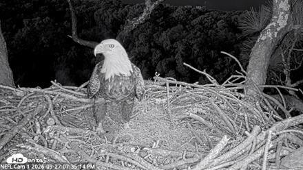 NE Florida Eagles Live Webcam - Sep 27, 2026, 7:36pm EDT