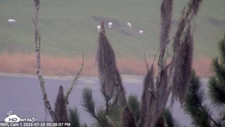 NE Florida Eagles Live Webcam - Jul 20, 2026, 5:39pm EDT