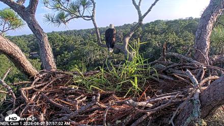 NE Florida Eagles Live Webcam - Aug 7, 2026, 7:59am EDT