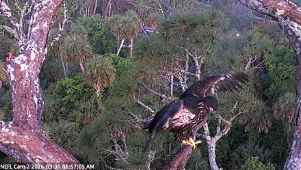 NE Florida Eagles Live Webcam - Mar 31, 2026, 6:57am EDT