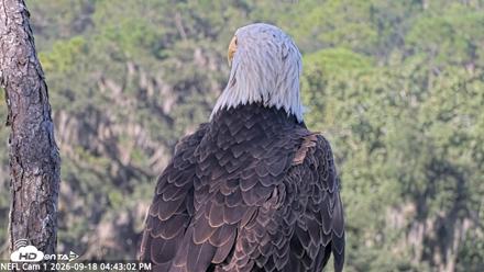 NE Florida Eagles Live Webcam - Sep 18, 2026, 4:43pm EDT