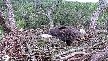 NE Florida Eagles Live Webcam - Sep 7, 2026, 10:48am EDT