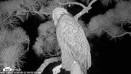 NE Florida Eagles Live Webcam - Aug 22, 2026, 4:02am EDT