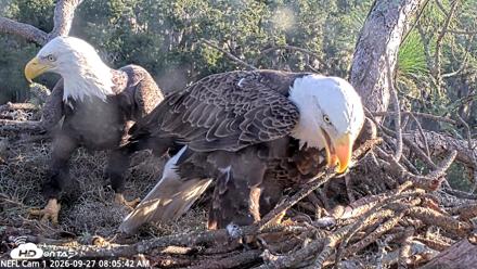 NE Florida Eagles Live Webcam - Sep 27, 2026, 8:06am EDT