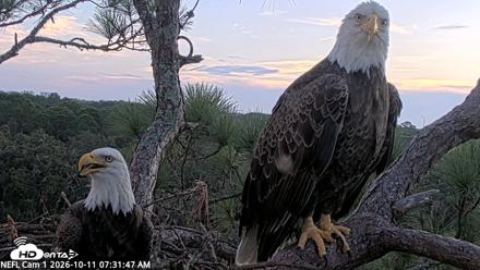 NE Florida Eagles Live Webcam - Oct 11, 2026, 7:33am EDT