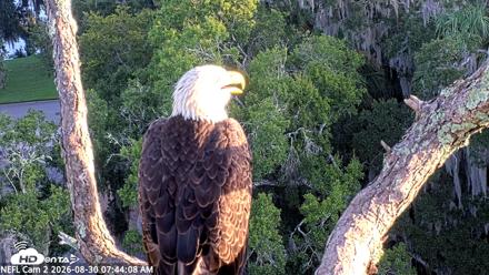 NE Florida Eagles Live Webcam - Aug 30, 2026, 7:45am EDT