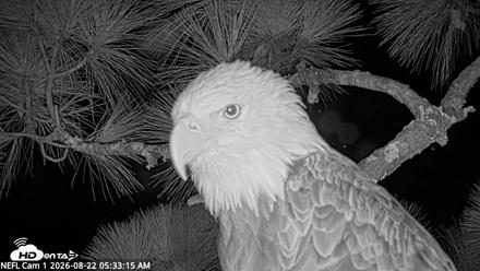 NE Florida Eagles Live Webcam - Aug 22, 2026, 5:34am EDT