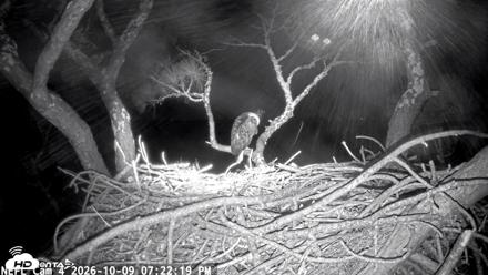 NE Florida Eagles Live Webcam - Oct 9, 2026, 7:23pm EDT