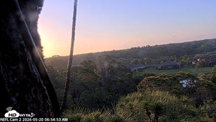 NE Florida Eagles Live Webcam - May 20, 2026, 6:55am EDT
