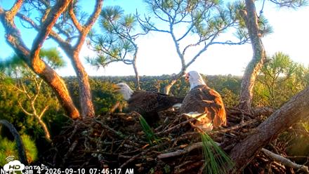NE Florida Eagles Live Webcam - Sep 10, 2026, 7:47am EDT