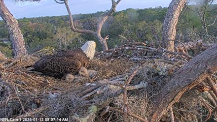 NE Florida Eagles Live Webcam - Jan 12, 2026, 8:08am EST