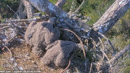 NE Florida Eagles Live Webcam - Jan 26, 2026, 3:03pm EST