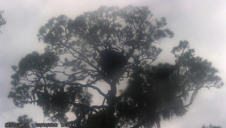 NE Florida Eagles Live Webcam - Mar 16, 2026, 5:20pm EDT
