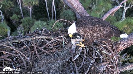 NE Florida Eagles Live Webcam - Oct 1, 2026, 6:58am EDT