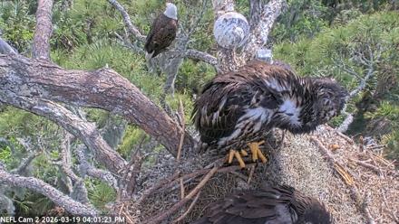 NE Florida Eagles Live Webcam - Mar 19, 2026, 4:02pm EDT
